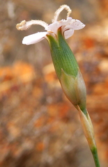 Dianthus pungens