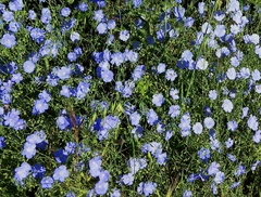 Linum austriacum collinum