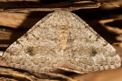 Digrammia pictipennata