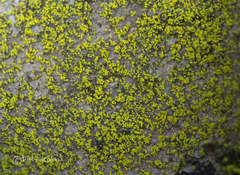 Biatora efflorescens