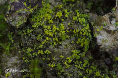 Biatora efflorescens