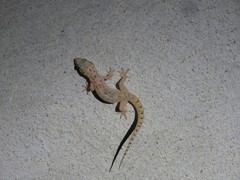 Hemidactylus robustus