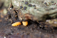 Bilobella