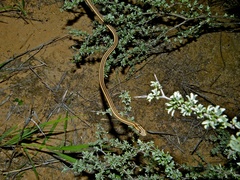 Psammophis leightoni