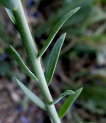 Linum austriacum collinum