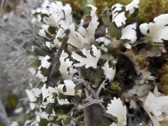 Cladonia convoluta