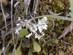 Cladonia convoluta