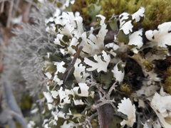 Cladonia convoluta
