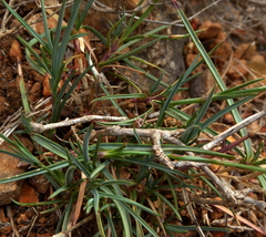 Dianthus pungens