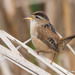 Marsh Wren - Photo (c) Andrew Reding, some rights reserved (CC BY-NC-ND)