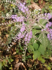 Eirmocephala brachiata