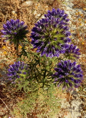 Echinops strigosus