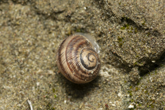 Helix nucula