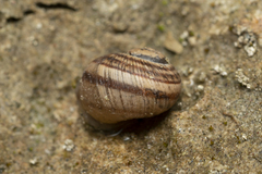 Helix nucula