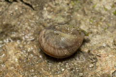 Helix nucula