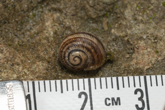 Helix nucula