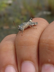 Heliastus sumichrasti