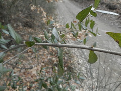 Phillyrea latifolia