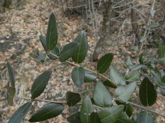 Phillyrea latifolia