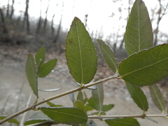 Phillyrea latifolia