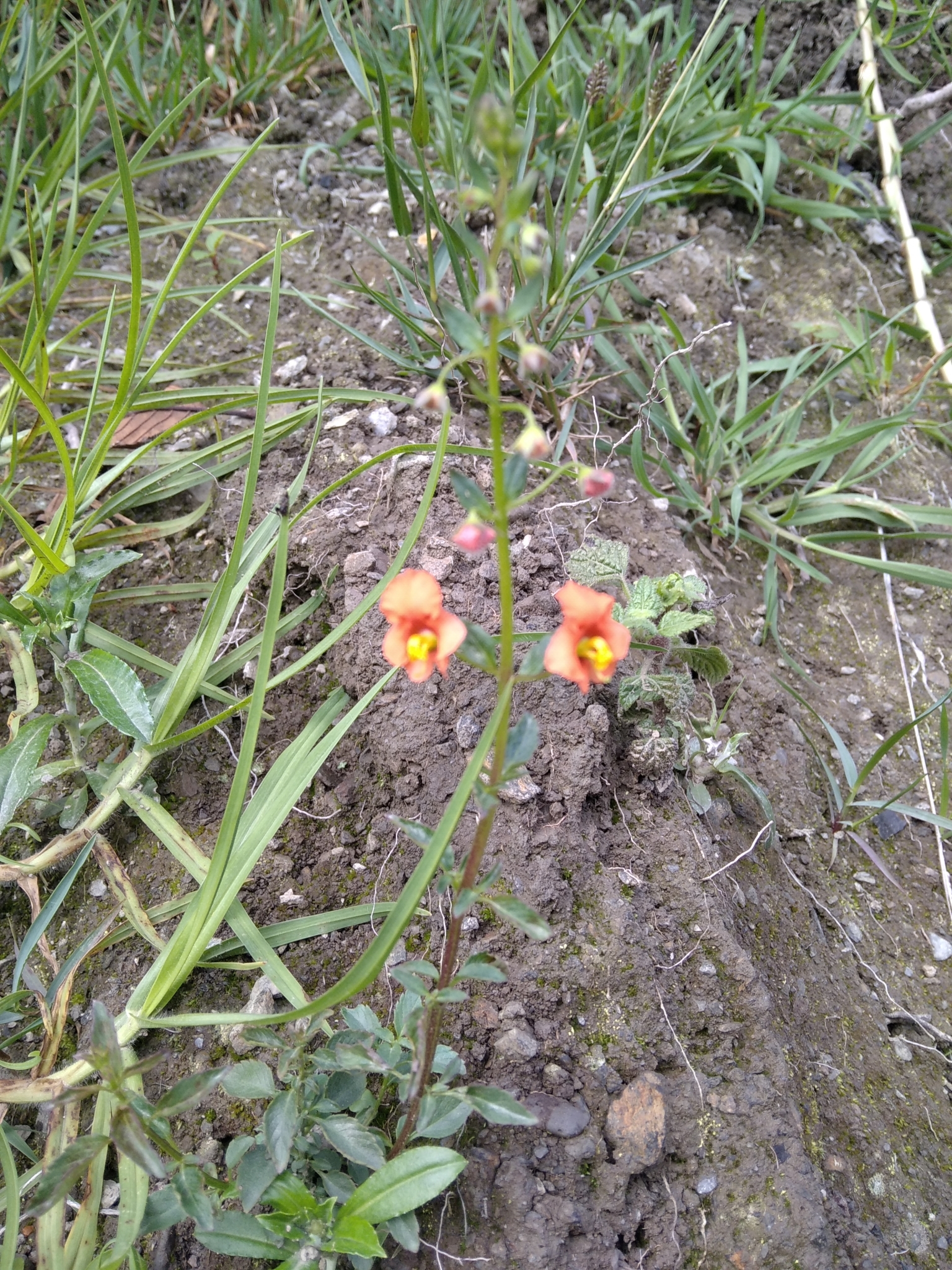 Alonsoa meridionalis image