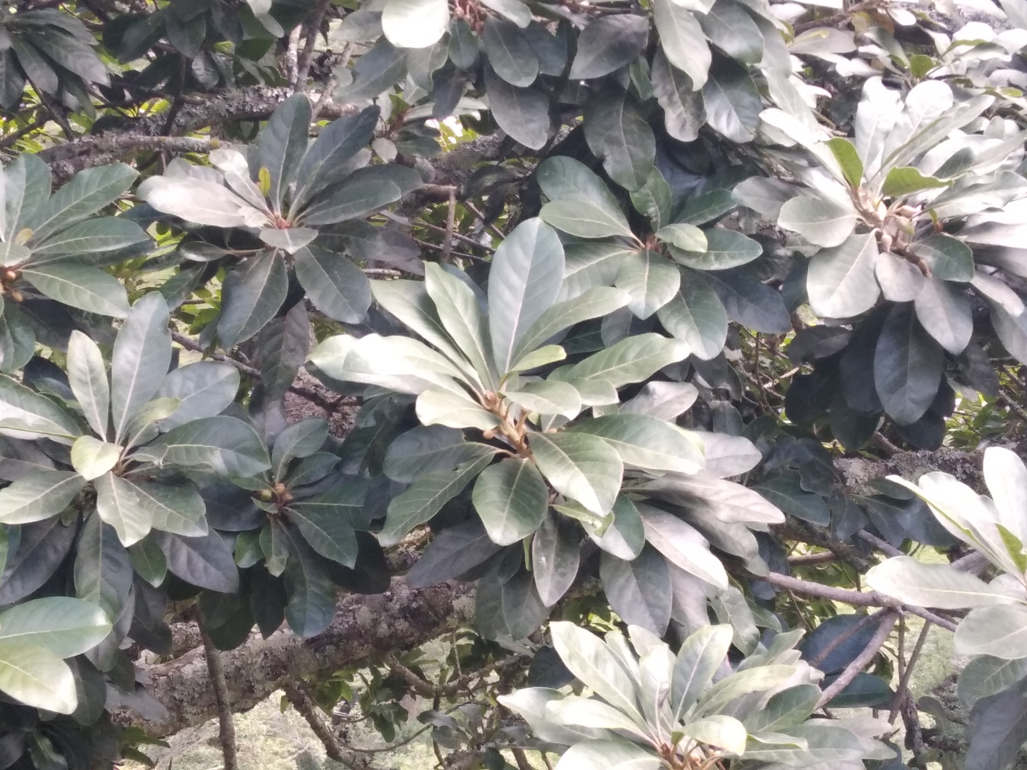 Pouteria lucuma image