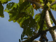 Epidendrum blepharistes