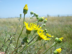 Jacobaea borysthenica