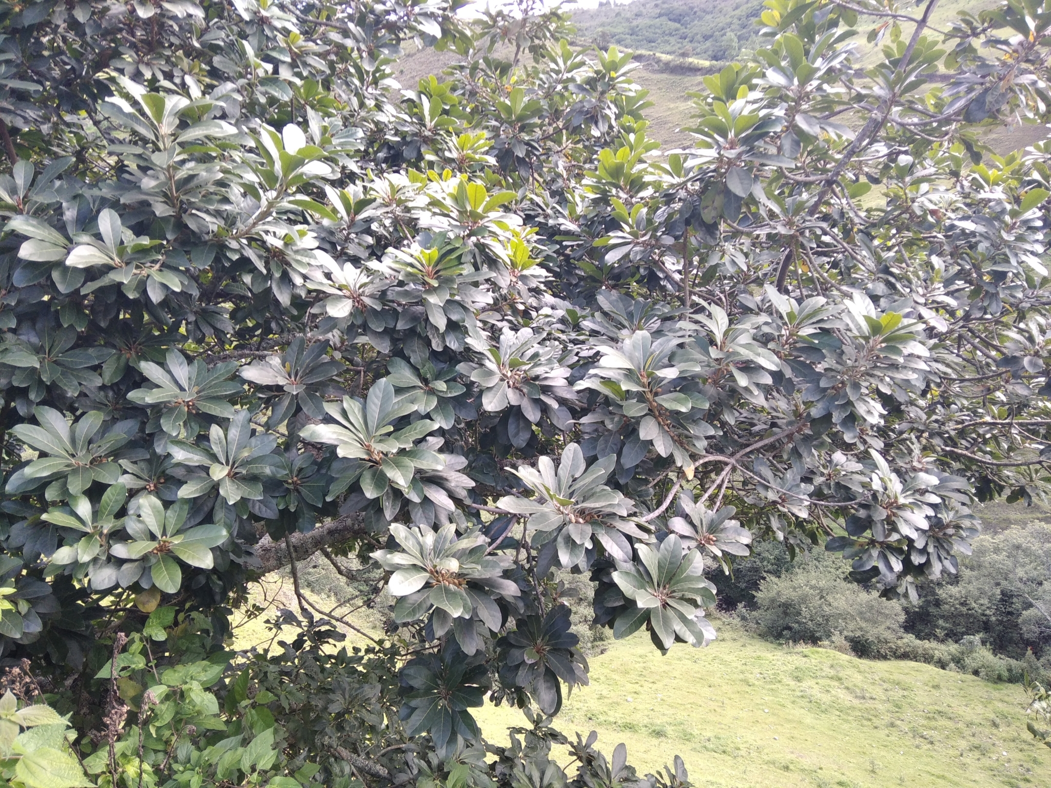 Pouteria image