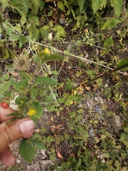 Capsicum rhomboideum