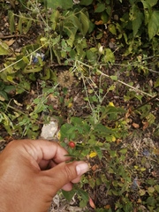 Capsicum rhomboideum