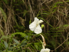 Escobedia grandiflora