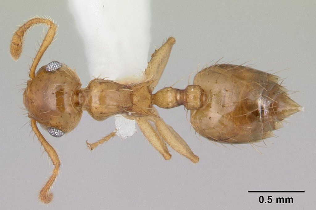 Crematogaster sumichrasti