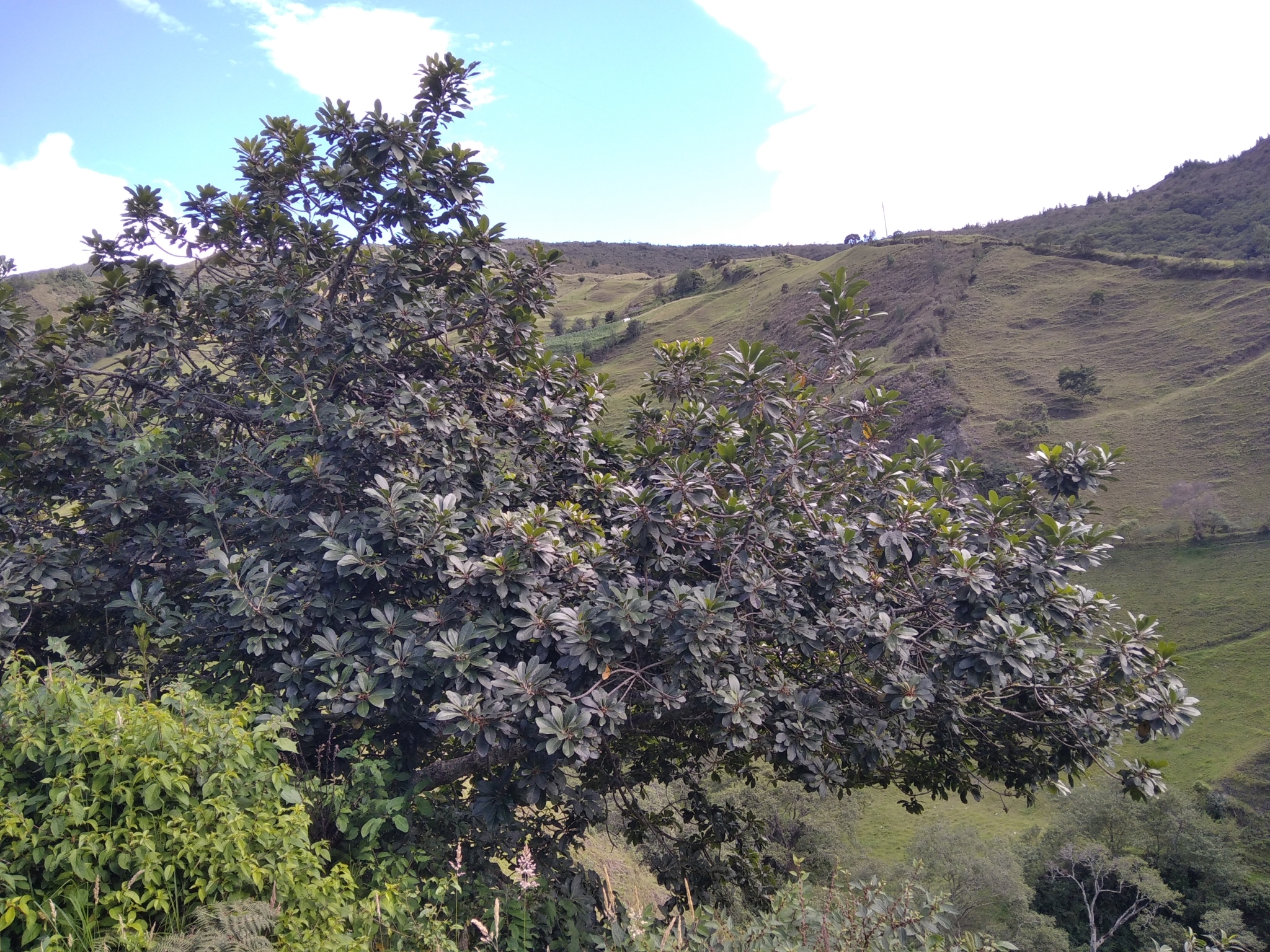 Pouteria lucuma image