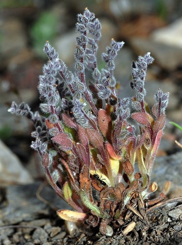 Kleinbloemige vergeet-mij-nietje (Myosotis minutiflora)