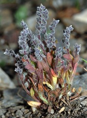 Myosotis minutiflora minutiflora