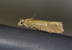 Pelochrista caecimaculana