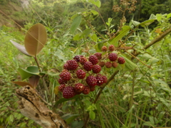 Rubus urticifolius