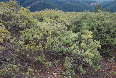 Arctostaphylos nissenana