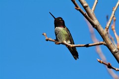 Calypte anna