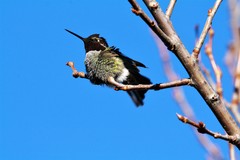 Calypte anna