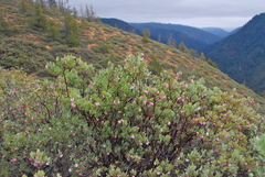 Arctostaphylos nissenana