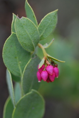Arctostaphylos nissenana