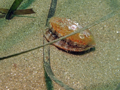 Aequipecten opercularis