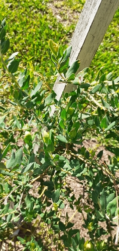 Image of Lathyrus nervosus by (c) Pablo H Capovilla, some rights reserved (CC BY)