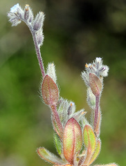 Myosotis minutiflora minutiflora