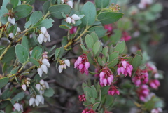Arctostaphylos nissenana