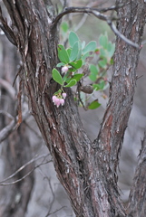 Arctostaphylos nissenana