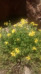 Senecio fremontii