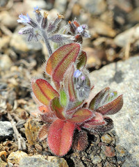 Myosotis minutiflora minutiflora